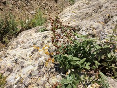 Scrophularia rupestris