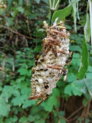 Polistes myersi