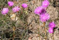 Lampranthus stenopetalus