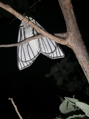 Neuromelia selectata