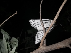 Neuromelia selectata