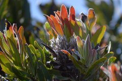 Protea burchellii × laurifolia