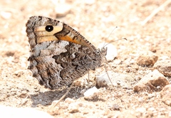 Hipparchia blachieri