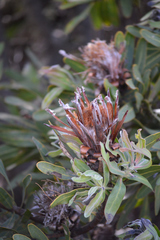 Protea burchellii × laurifolia