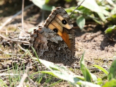 Hipparchia blachieri