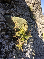 Scrophularia rupestris