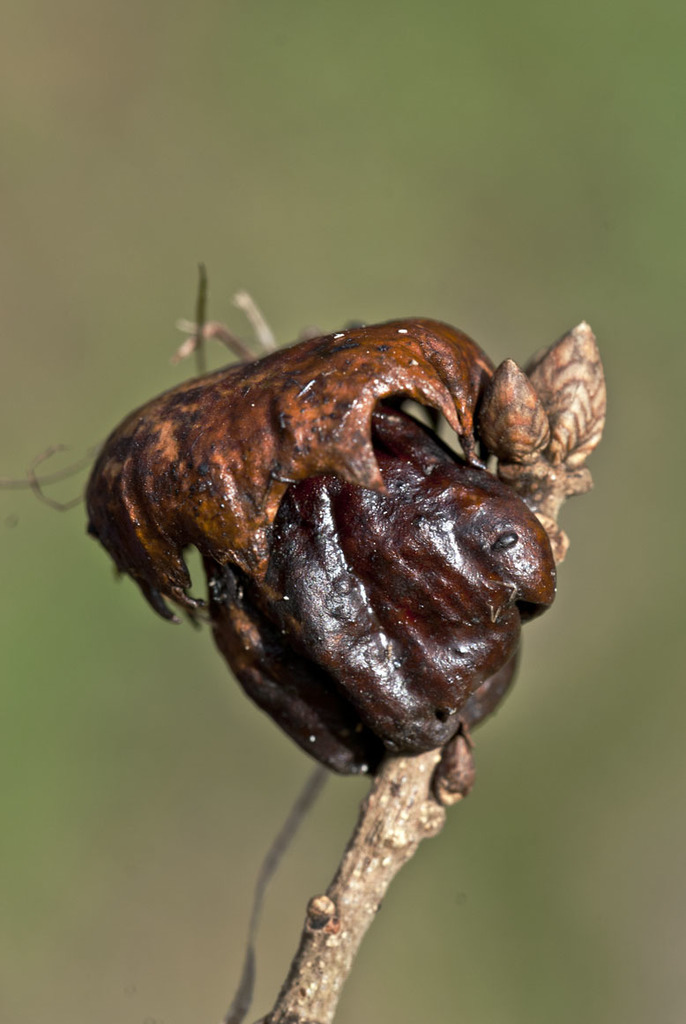 Andricus dentimitratus