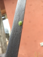 Chinavia longicorialis
