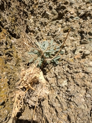 Matthiola odoratissima