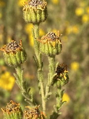 Deinandra floribunda