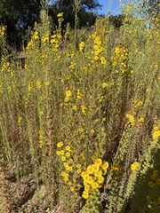 Deinandra floribunda