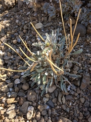 Matthiola odoratissima