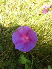 Ipomoea decasperma