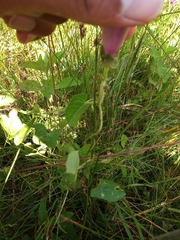 Ipomoea decasperma