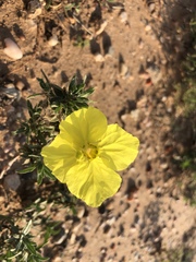 Oenothera grandis