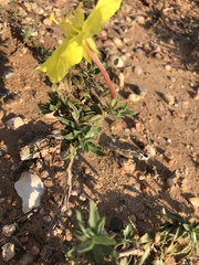 Oenothera grandis