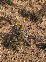 Oenothera grandis