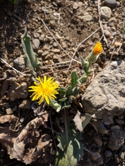Crepis pannonica