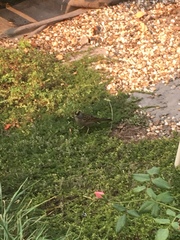 Zonotrichia atricapilla