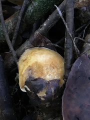 Hypomyces chlorinigenus