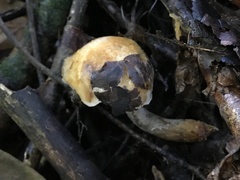 Hypomyces chlorinigenus