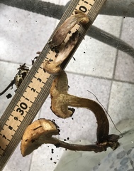 Hypomyces chlorinigenus