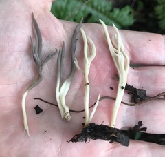 Clavulina floridana