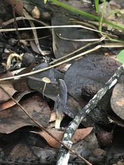 Clavulina floridana