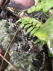 Clavulina floridana