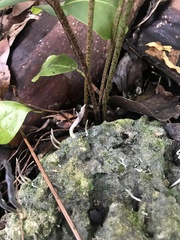 Clavulina floridana