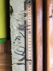 Clavulina floridana