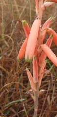 Aloe kniphofioides