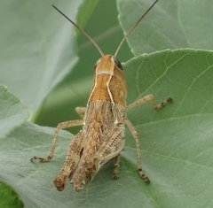 Boopedon flaviventris