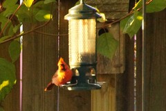 Cardinalis cardinalis