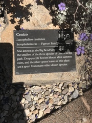 Leucophyllum candidum