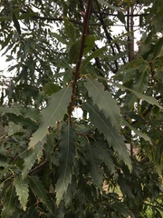 Quercus libani