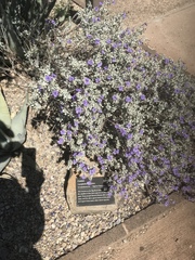 Leucophyllum candidum