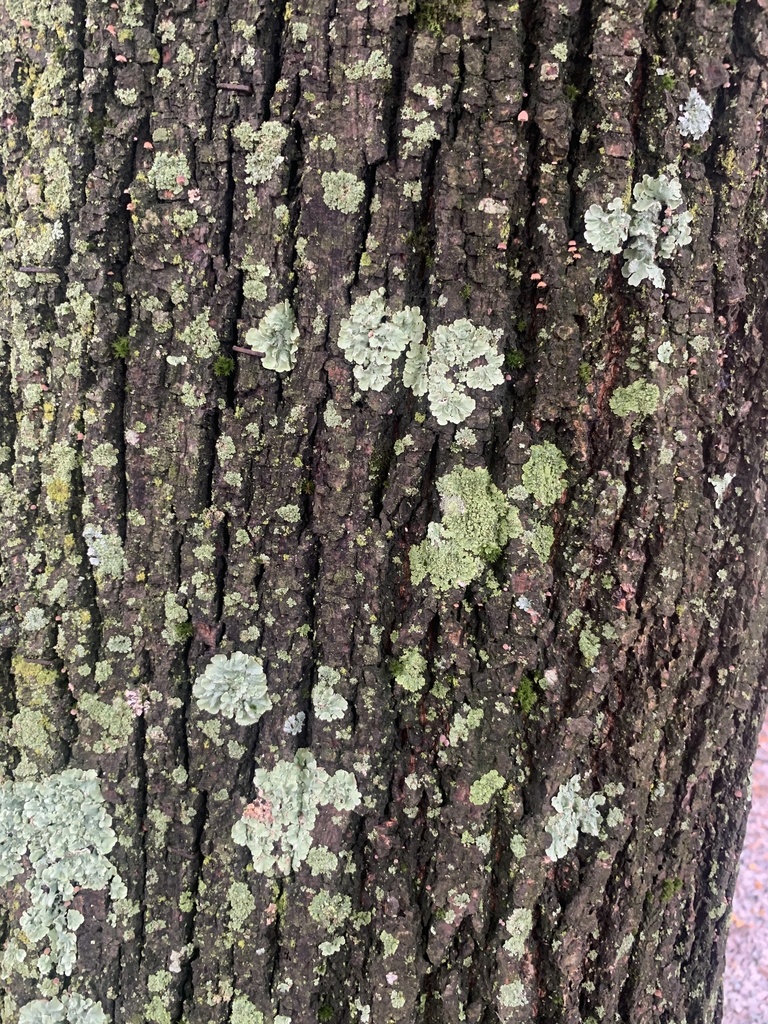 common greenshield lichen from Boston College, Boston, MA, US on ...