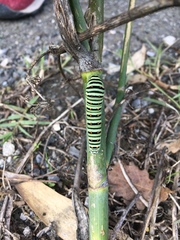 Papilio machaon