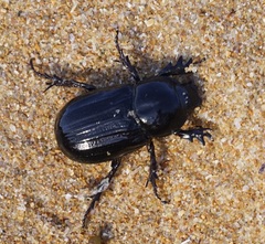 Semanopterus