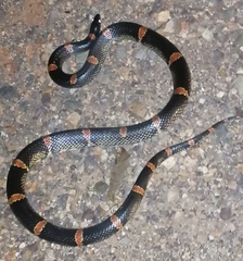 Rhinocheilus antonii