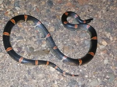 Rhinocheilus antonii