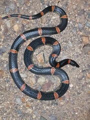 Rhinocheilus antonii