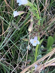 Mimulus gracilis
