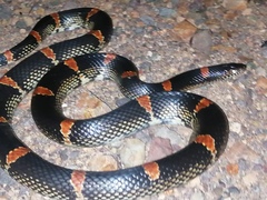 Rhinocheilus antonii