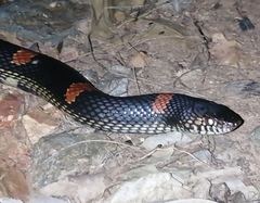 Rhinocheilus antonii