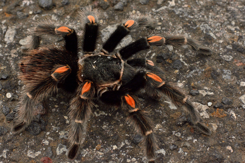 Mexican Flameknee Tarantula