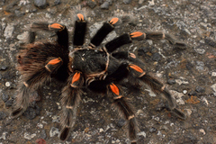 Brachypelma auratum