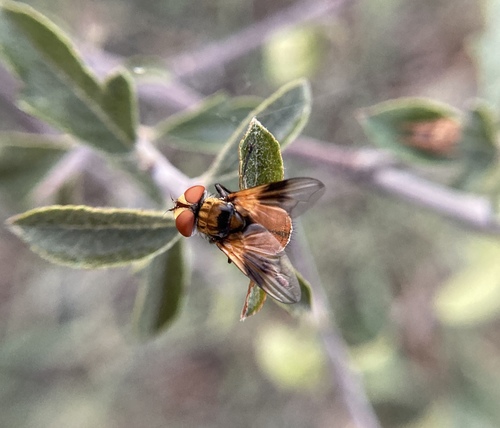 Ectophasia oblonga