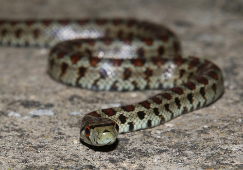 European Ratsnake, photo 7 of 7